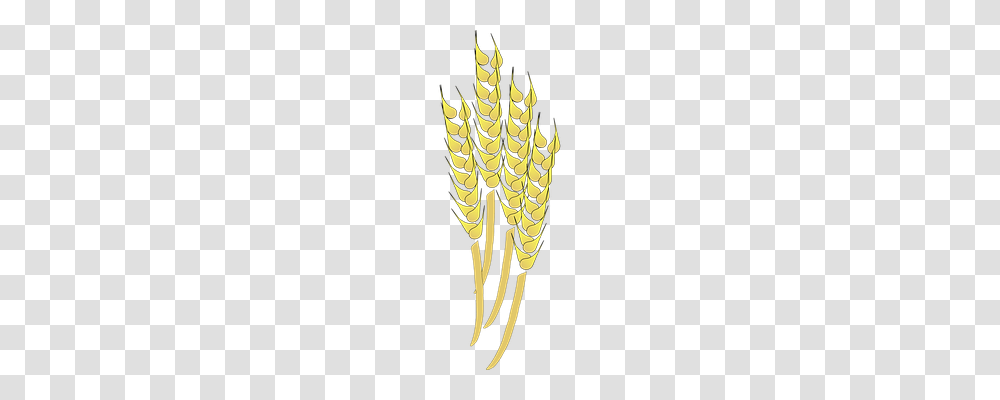 Wheat Food, Plant, Projection Screen, Electronics Transparent Png