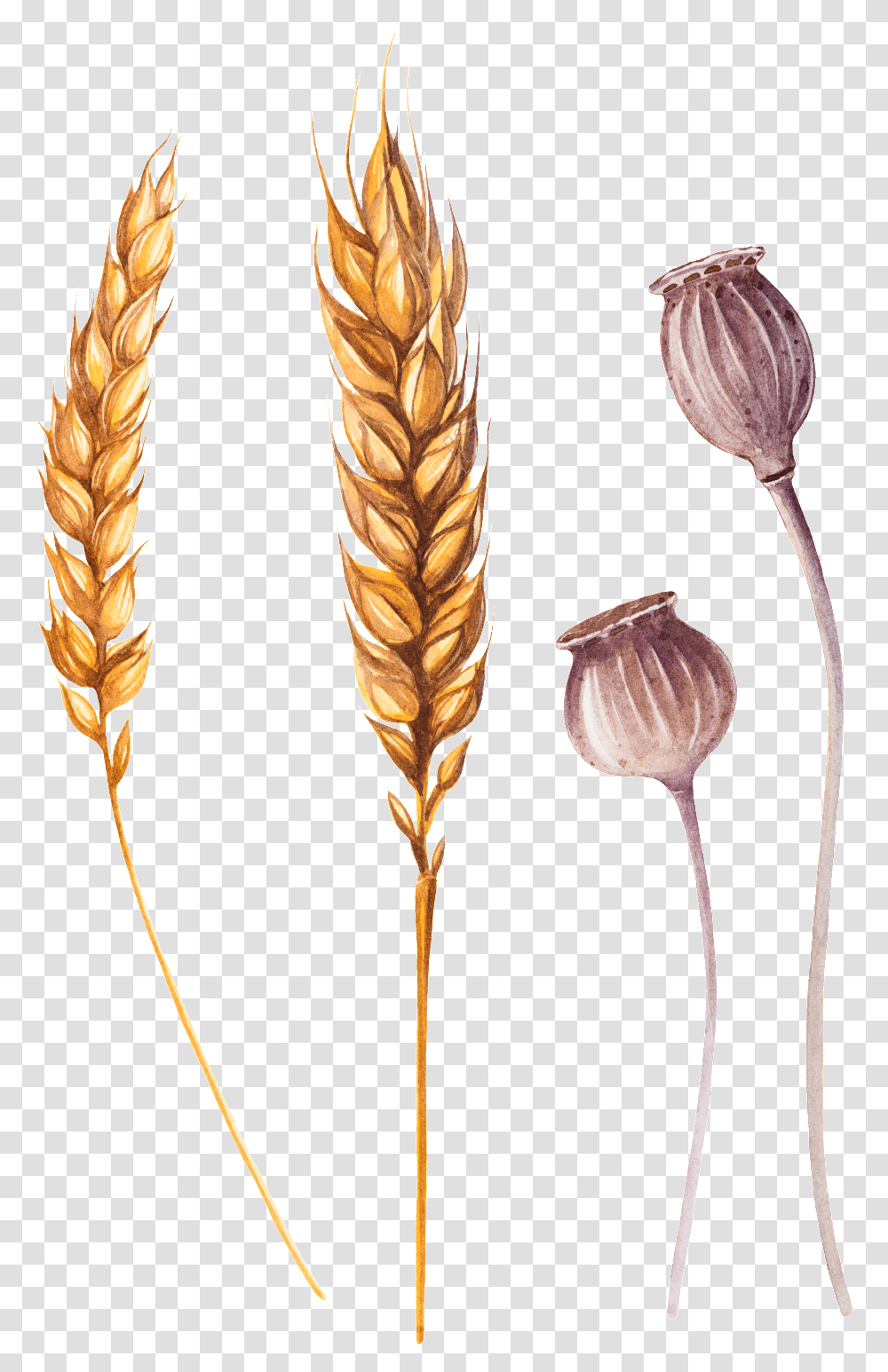 Wheat Ai Khorasan Wheat, Plant, Grain, Produce, Vegetable Transparent Png