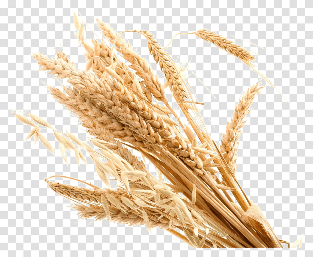 Wheat Background Background Wheat, Plant, Produce, Food, Grain Transparent Png