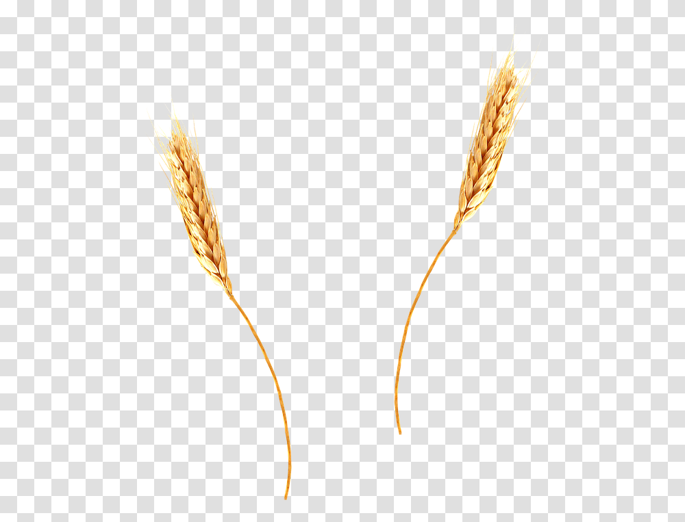 Wheat Background Wheat Straw, Plant, Vegetable, Food, Grain Transparent Png