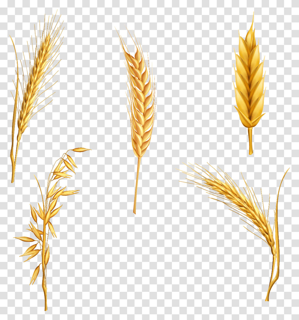 Wheat Cereal Clipart Stalk For Free And Use Pictures Wheat Clipart Free, Plant, Vegetable, Food, Vegetation Transparent Png