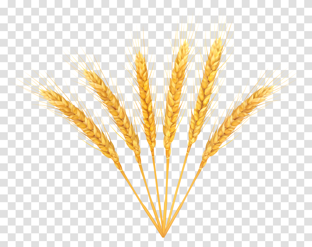 Wheat Clipart Background Transparent Png
