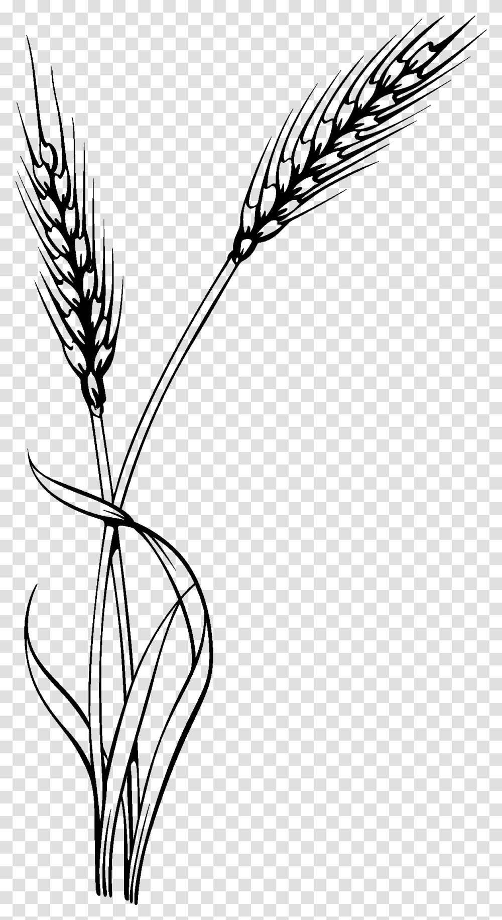 Wheat Clipart Black And White, Plant, Flower, Blossom, Tree Transparent Png