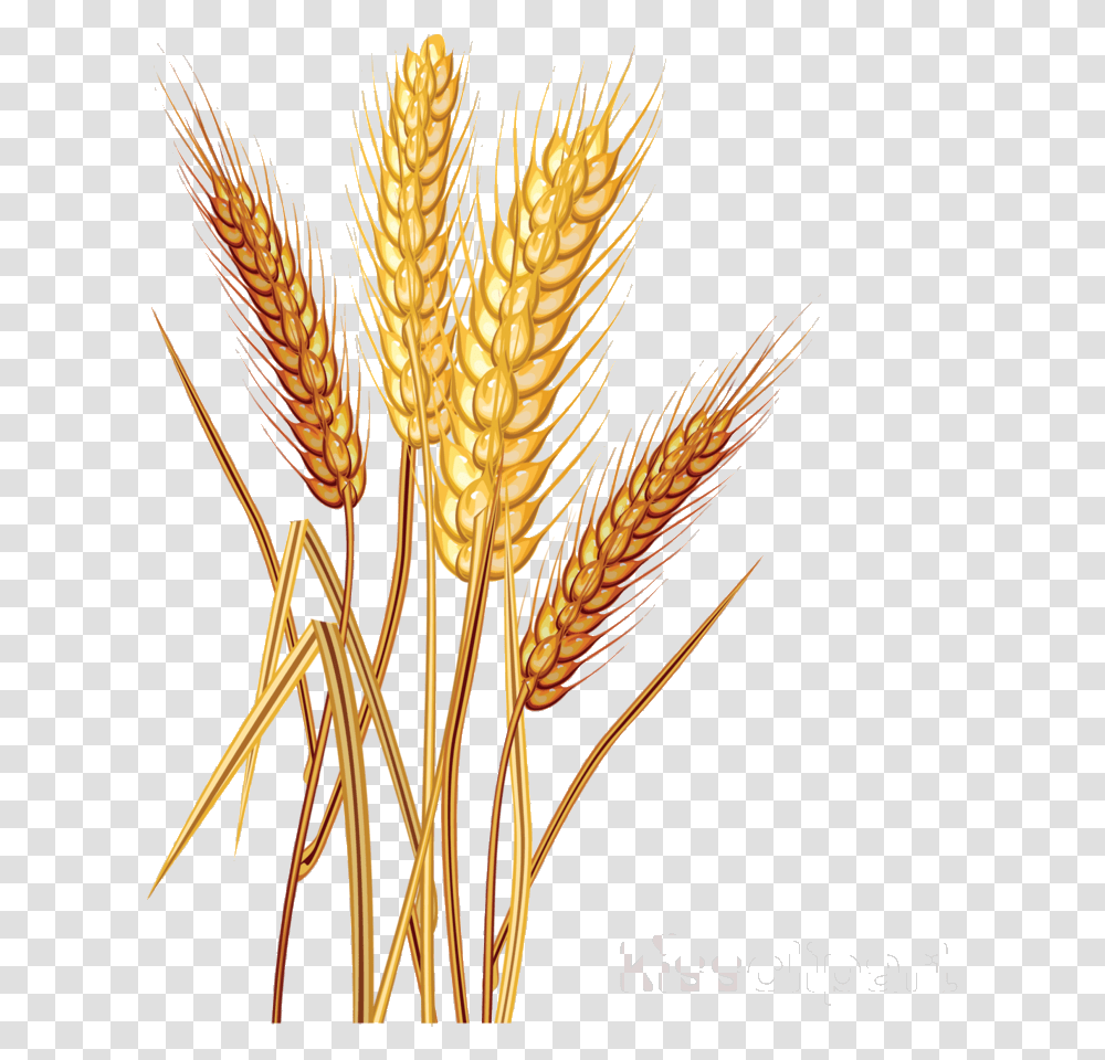 Wheat Clipart Cereal Common Clip Art Wheat Vector Images, Plant, Vegetable, Food, Grain Transparent Png