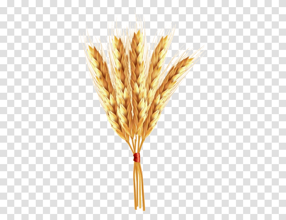 Wheat Clipart Clear Background Einkorn Portable Network Graphics, Plant, Vegetable, Food, Grain Transparent Png