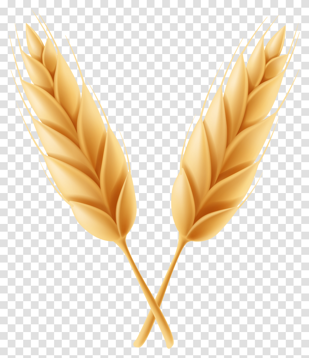 Wheat Clipart Feather High Resolution Frames Illustrations Transparent Png