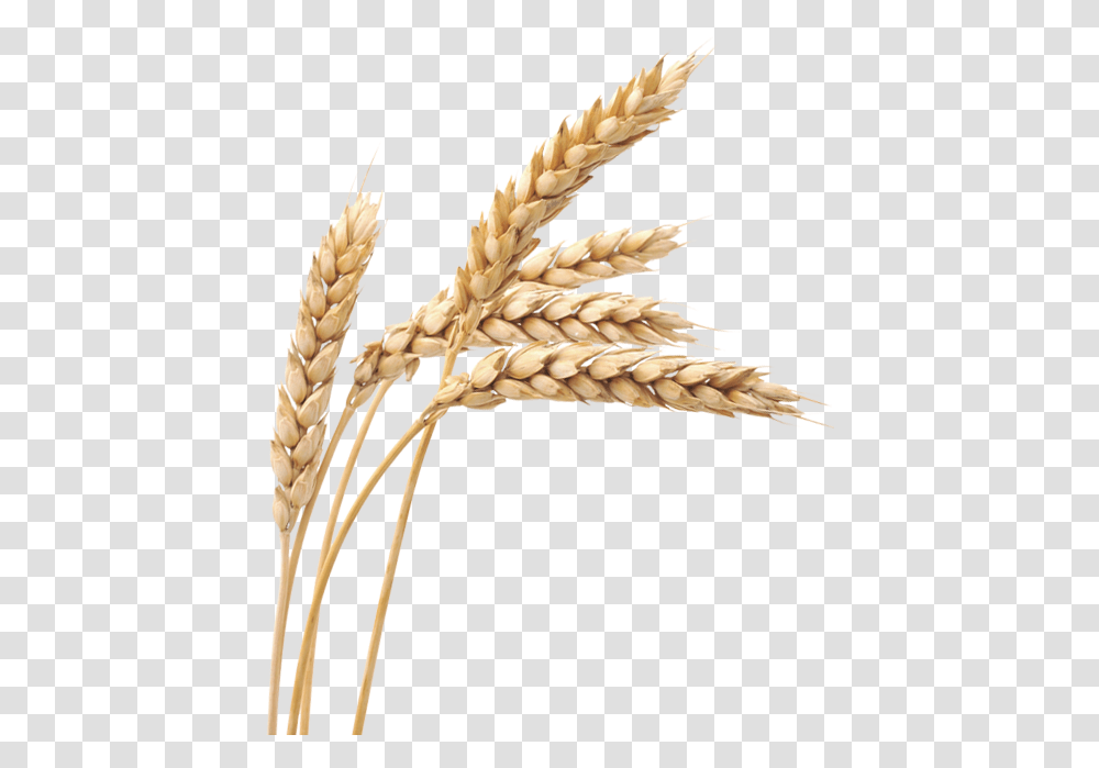 Wheat Clipart Images Wheat, Plant, Bird, Animal, Vegetable Transparent Png