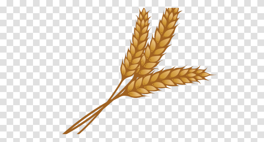 Wheat Clipart, Plant, Food, Vegetable, Grain Transparent Png