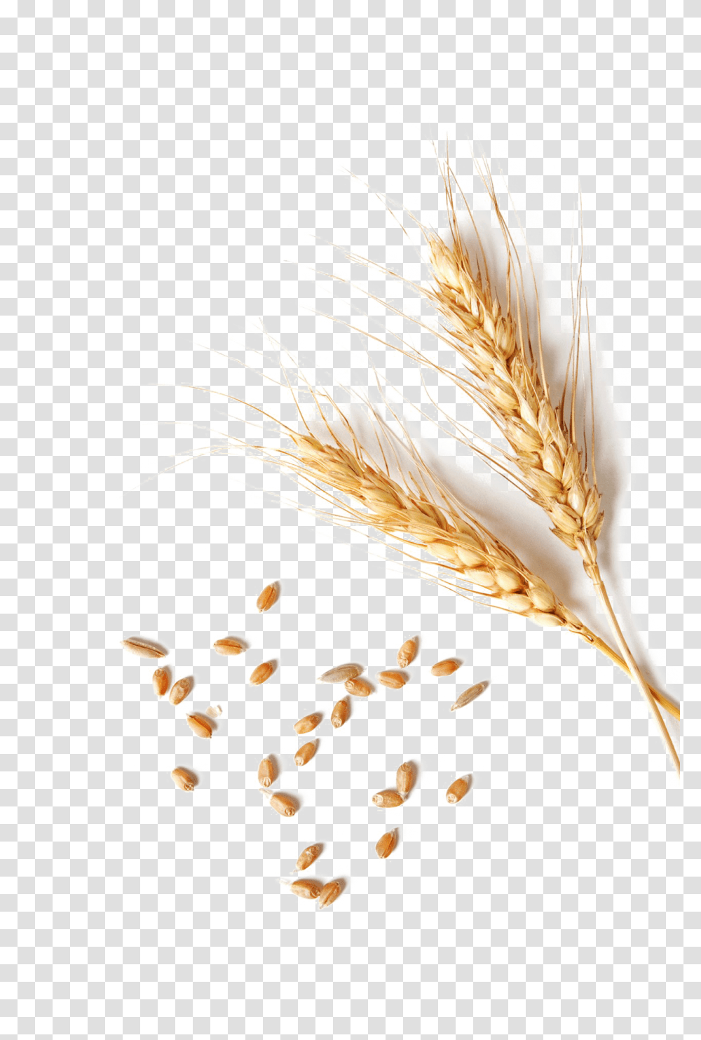 Wheat Clipart Single Wheat Grain, Plant, Vegetable, Food, Produce Transparent Png