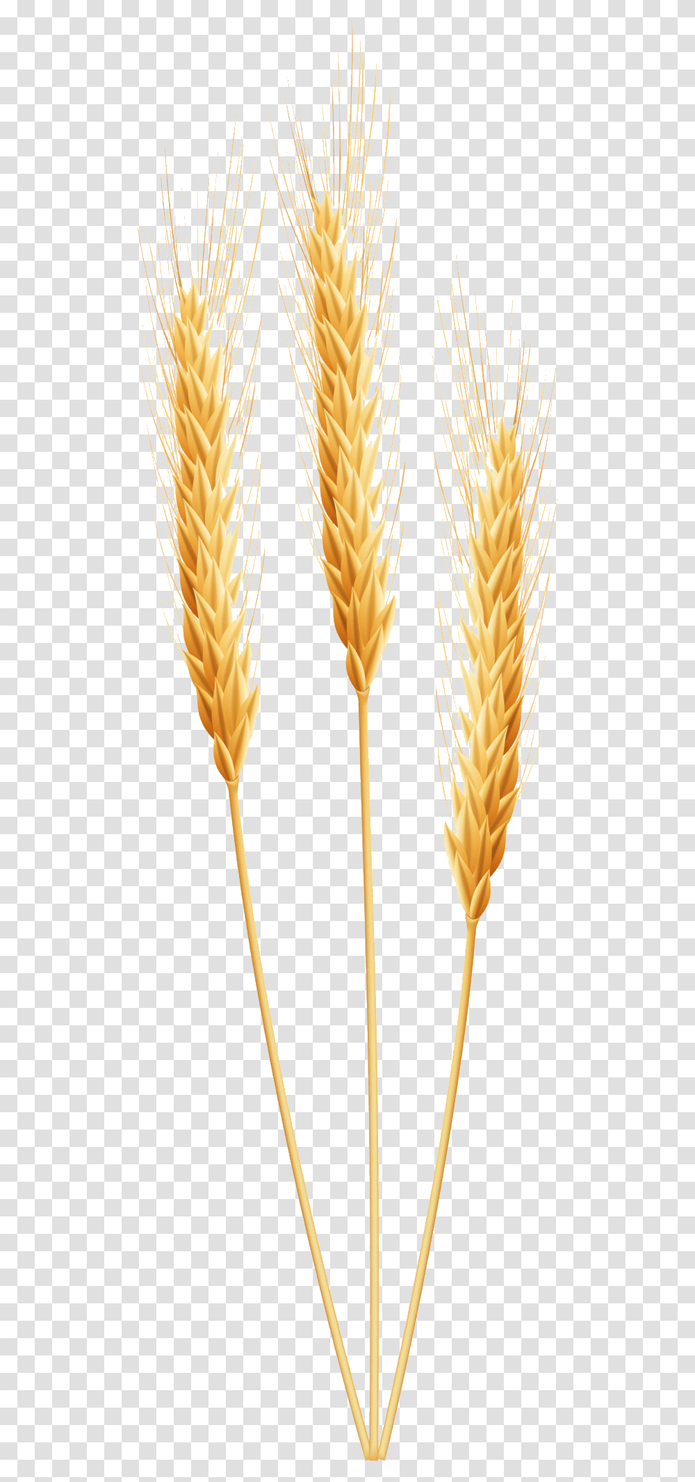 Wheat Clipart Wheet Free On Wheat Clipart, Plant, Vegetable, Food, Grain Transparent Png
