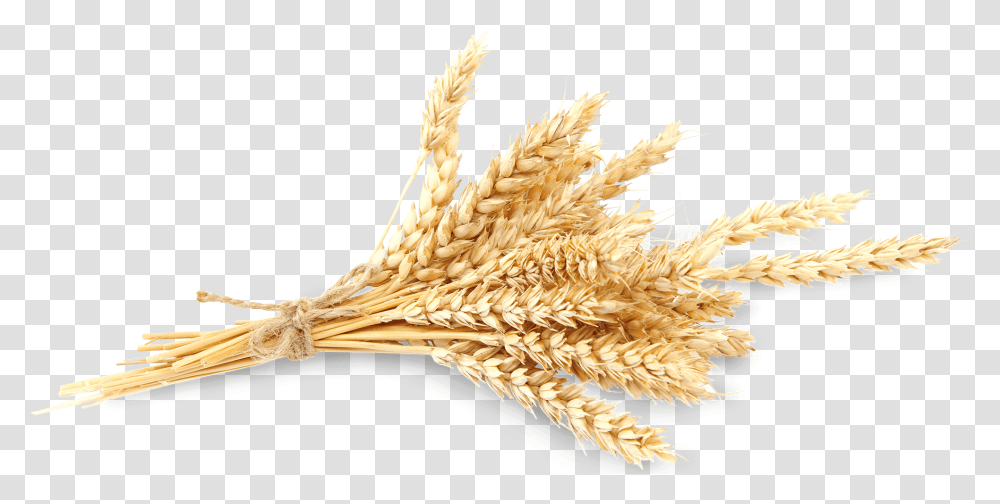 Wheat Crops, Plant, Vegetable, Food, Bird Transparent Png