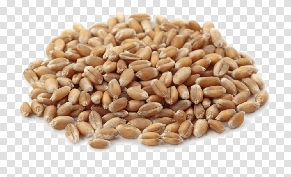 Wheat Download Image Wheat Seed Vector Hd, Plant, Vegetable, Food, Produce Transparent Png