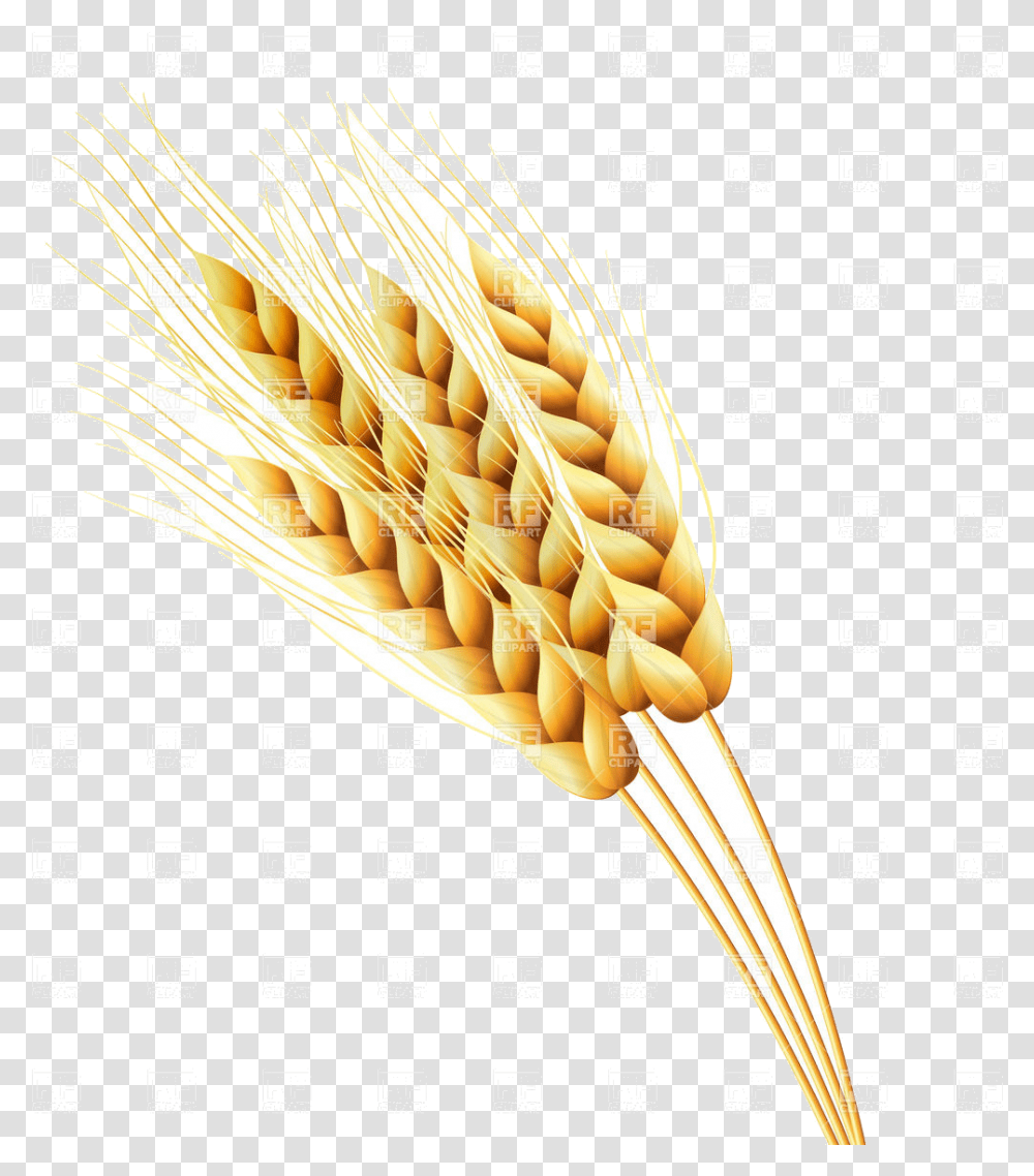 Wheat Ears Of Or Rye Vector Image Illustration Plants Rye Clipart, Vegetable, Food, Menu Transparent Png