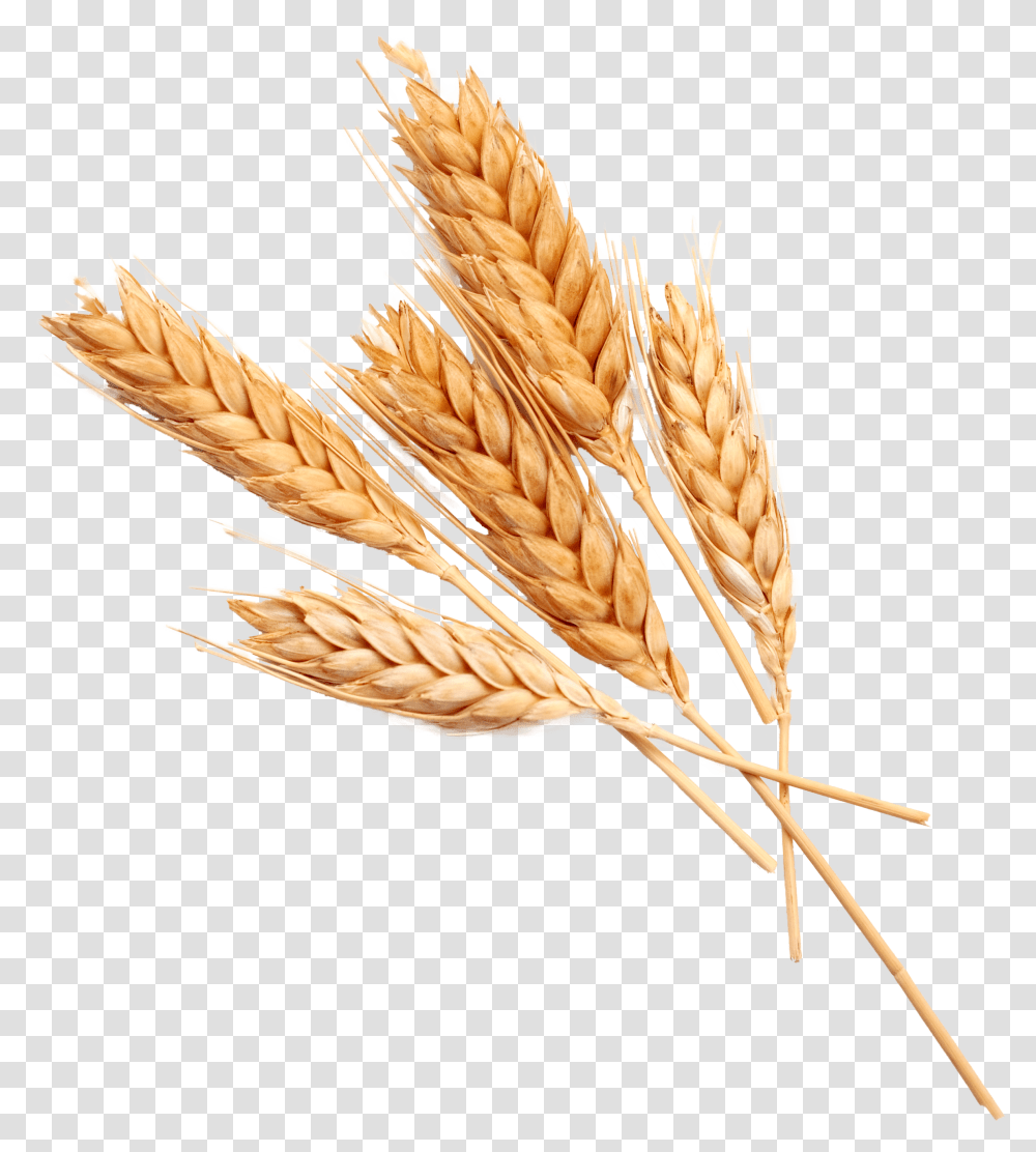 Wheat Ears, Plant, Vegetable, Food, Grain Transparent Png