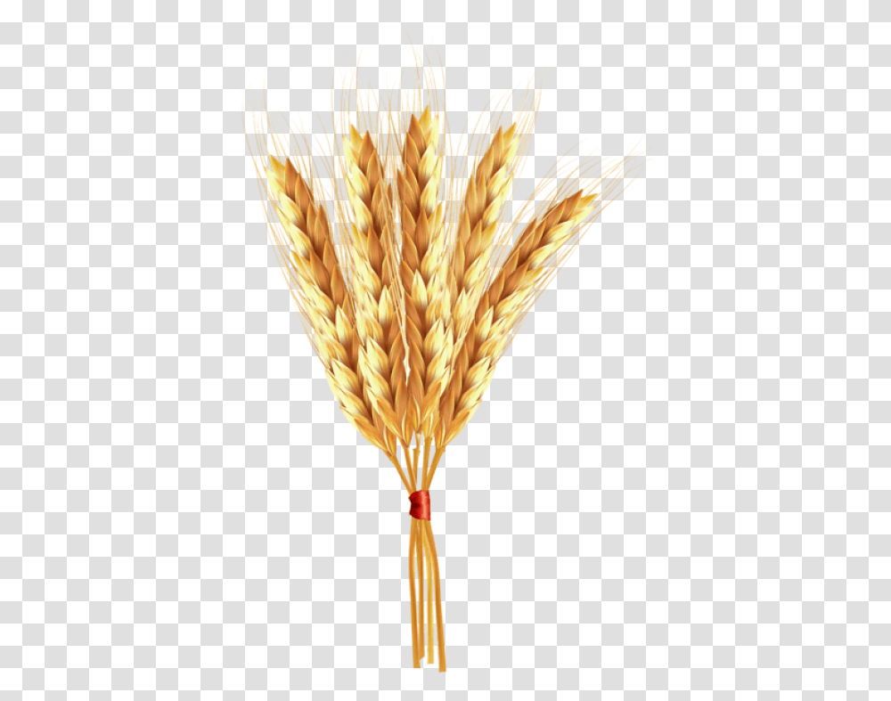 Wheat Einkorn Wheat, Plant, Vegetable, Food, Grain Transparent Png