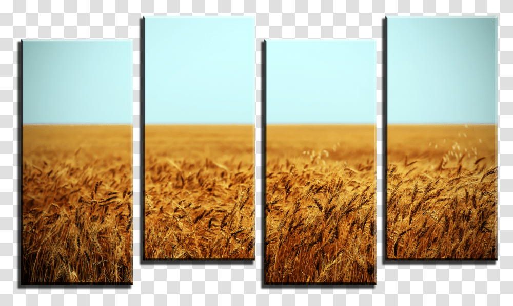 Wheat Field 4 Panel Canvas Print Field, Plant, Collage, Poster, Advertisement Transparent Png