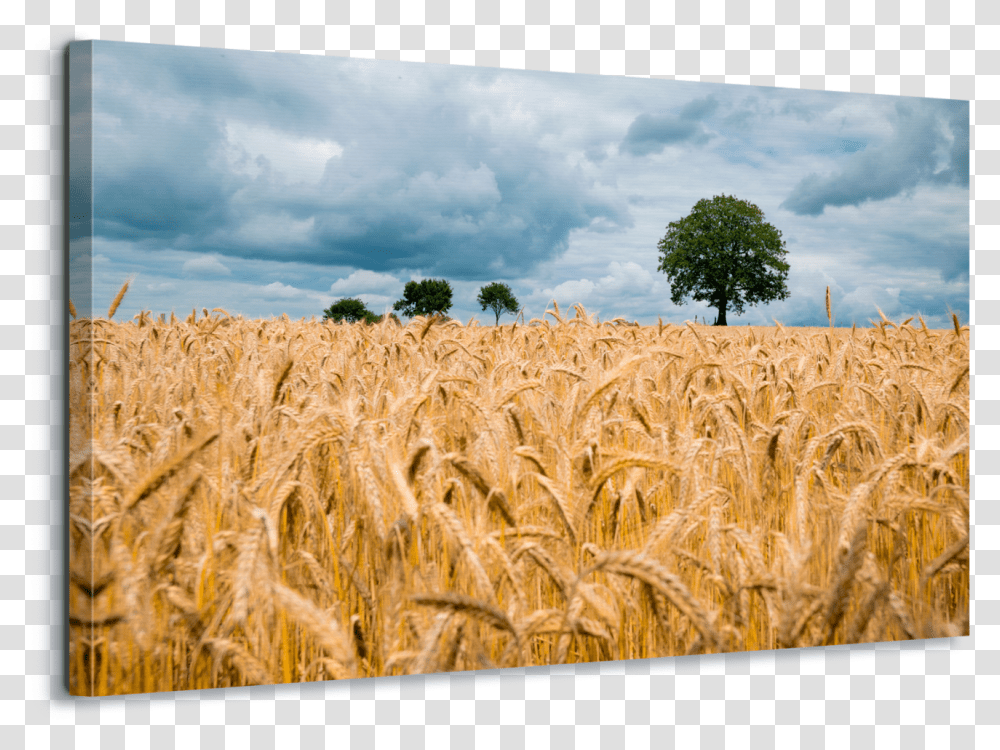 Wheat Field Agriculture, Plant, Grain, Produce, Vegetable Transparent Png