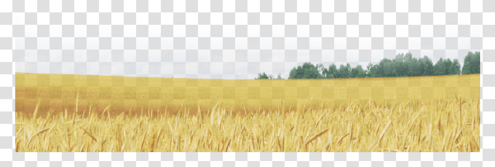 Wheat Field Field, Plant, Grain, Produce, Vegetable Transparent Png