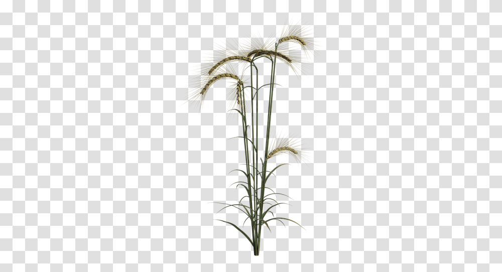 Wheat Field Plant Agriculture Summer Autumn Grass, Palm Tree, Arecaceae, Flower, Blossom Transparent Png