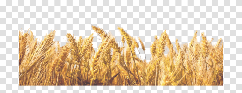 Wheat Field Pngavailable For Anything And Anyone Background Wheat Leaves, Plant, Grain, Produce, Vegetable Transparent Png