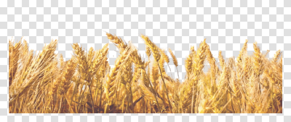 Wheat Field Pngavailable For Anything And Anyone Background Wheat Straw, Plant, Grain, Produce, Vegetable Transparent Png