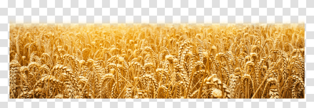 Wheat Field Pngavailable For Anything And Anyone To, Plant, Grain, Produce, Vegetable Transparent Png