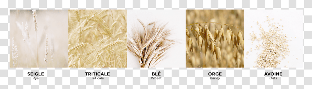 Wheat Field Triticale, Plant, Vegetable, Food, Produce Transparent Png