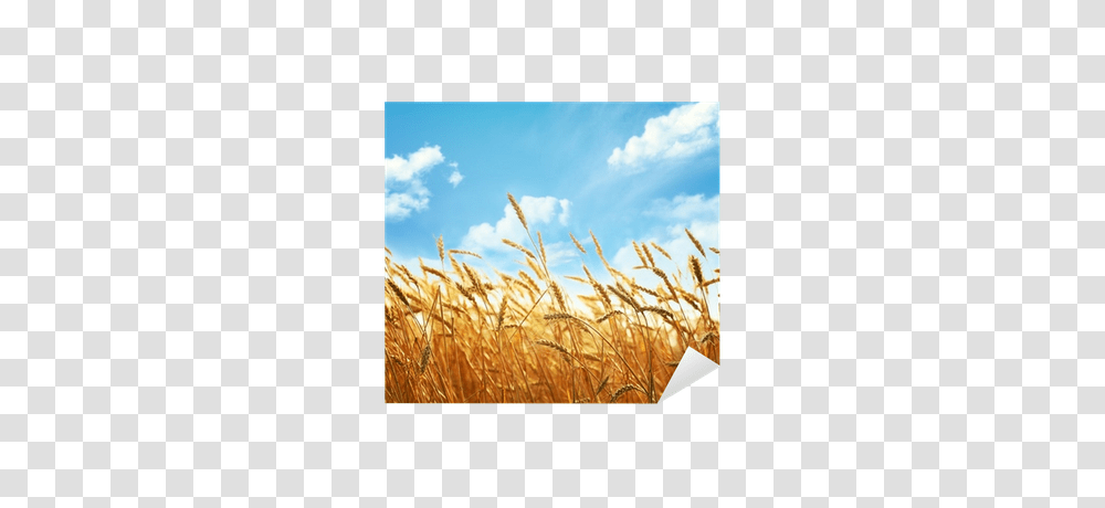 Wheat Field Wallpapers, Plant, Vegetable, Food, Vegetation Transparent Png