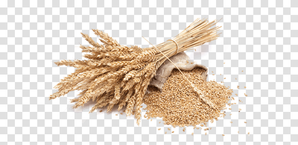 Wheat Free Background Wheat, Plant, Vegetable, Food, Grain Transparent Png