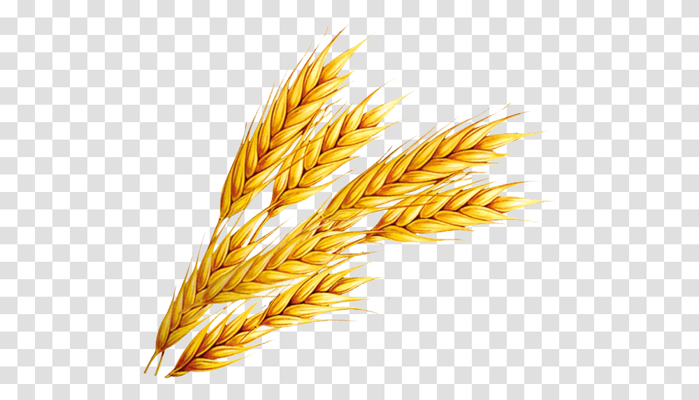 Wheat Free Download Wheat Clipart, Plant, Grain, Produce, Vegetable Transparent Png