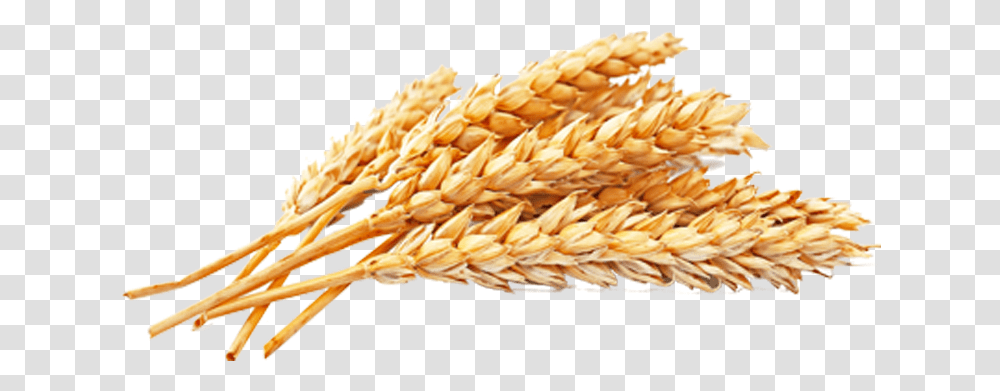 Wheat Free Download Wheat Grains, Plant, Vegetable, Food, Produce Transparent Png