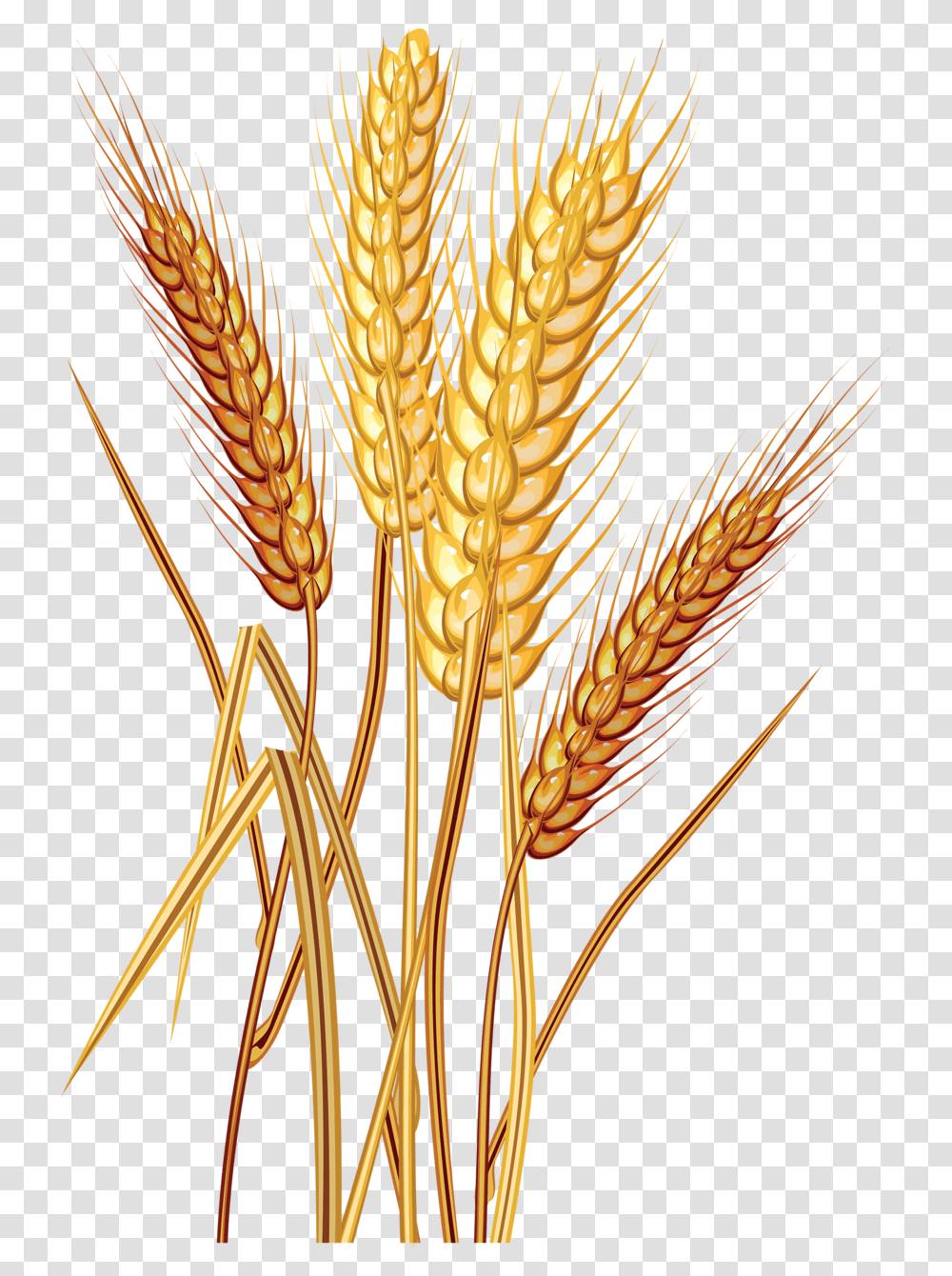 Колосья ржи и пшеницы