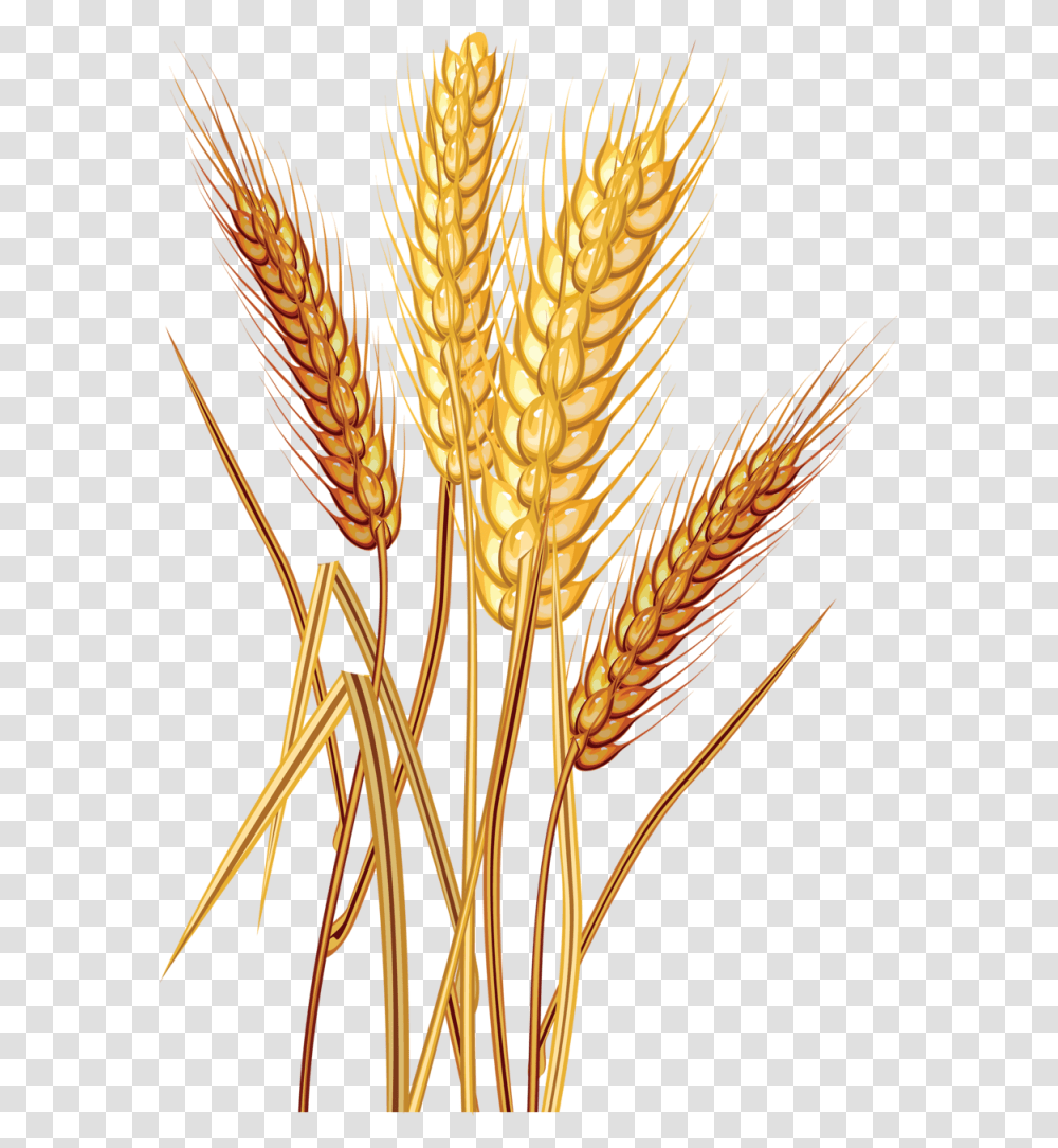 Wheat Free Images Wheat Clipart, Plant, Vegetable, Food, Grain Transparent Png