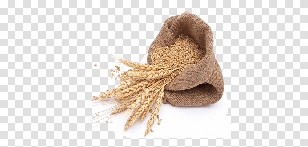 Wheat Grain Picture Gehu, Plant, Food, Scarf, Clothing Transparent Png