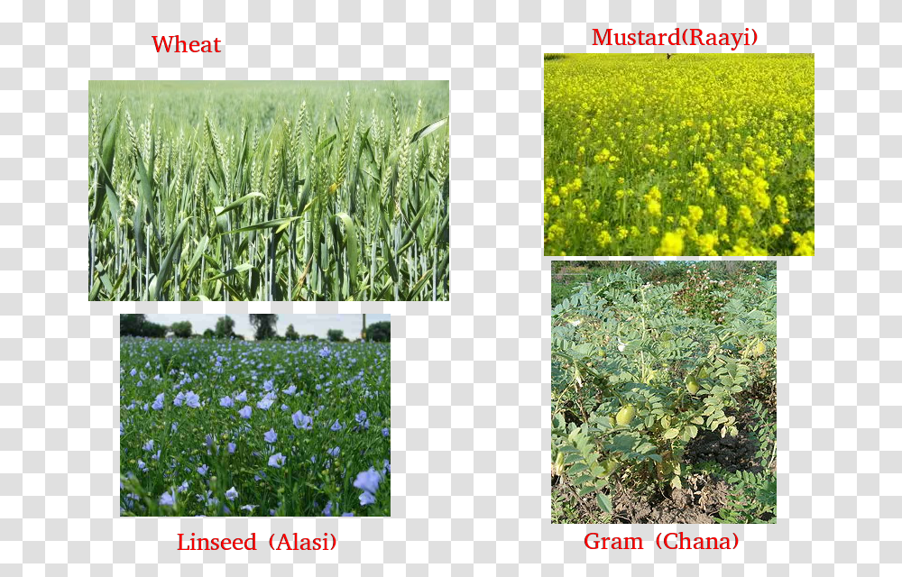 Wheat Gram Pea Mustard Linseed Wheat Gram Pea Mustard, Vegetation, Plant, Collage, Poster Transparent Png
