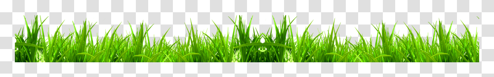 Wheat Grass Sweet Grass Transparent Png