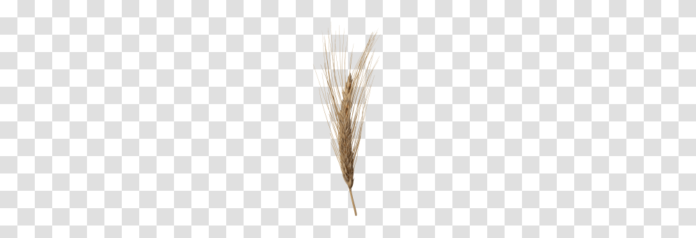 Wheat Head Image, Plant, Vegetable, Food, Grain Transparent Png