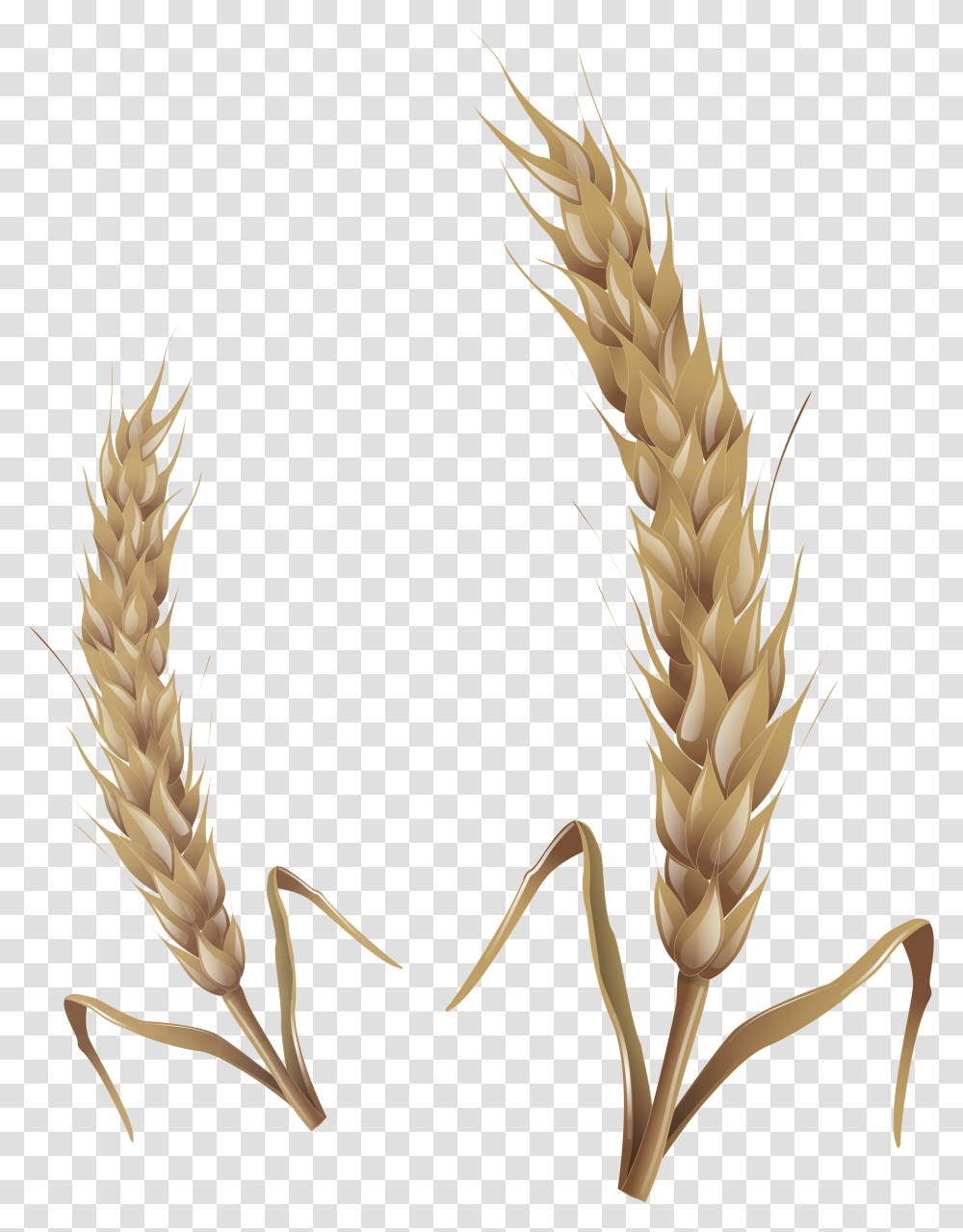 Wheat Image For Free Download Wheat Stalk, Plant, Vegetable, Food, Grain Transparent Png