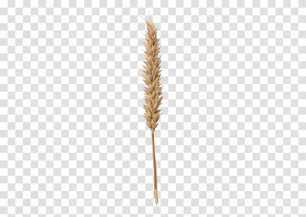 Wheat Image, Grass, Plant, Lawn, Vegetable Transparent Png