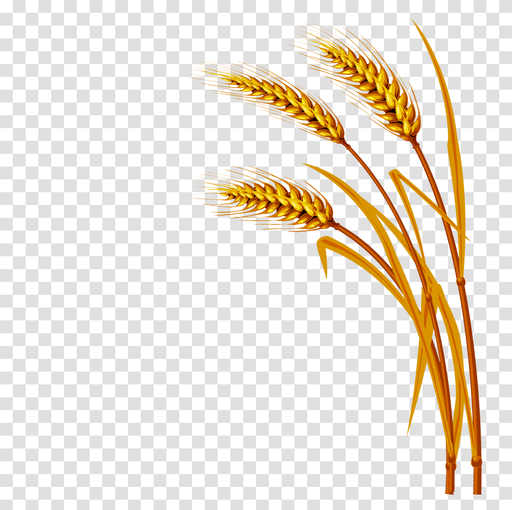 Wheat Image, Plant, Vegetable Transparent Png