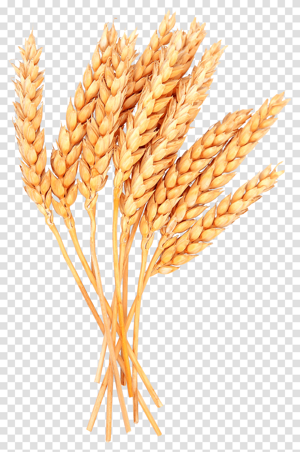 Wheat Image Sheaf Of Wheat Transparent Png