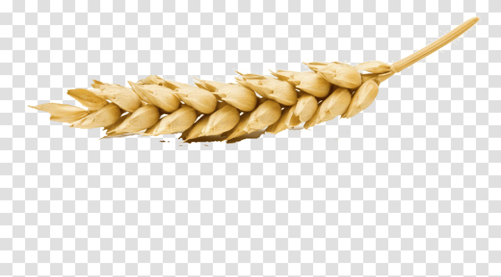 Wheat Image Wheat On White Background, Plant, Vegetable, Food, Grain Transparent Png