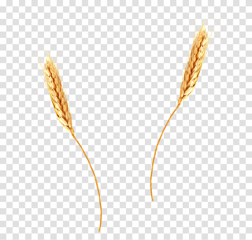 Wheat Image Wheat Straw Background, Plant, Vegetable, Food, Grain Transparent Png