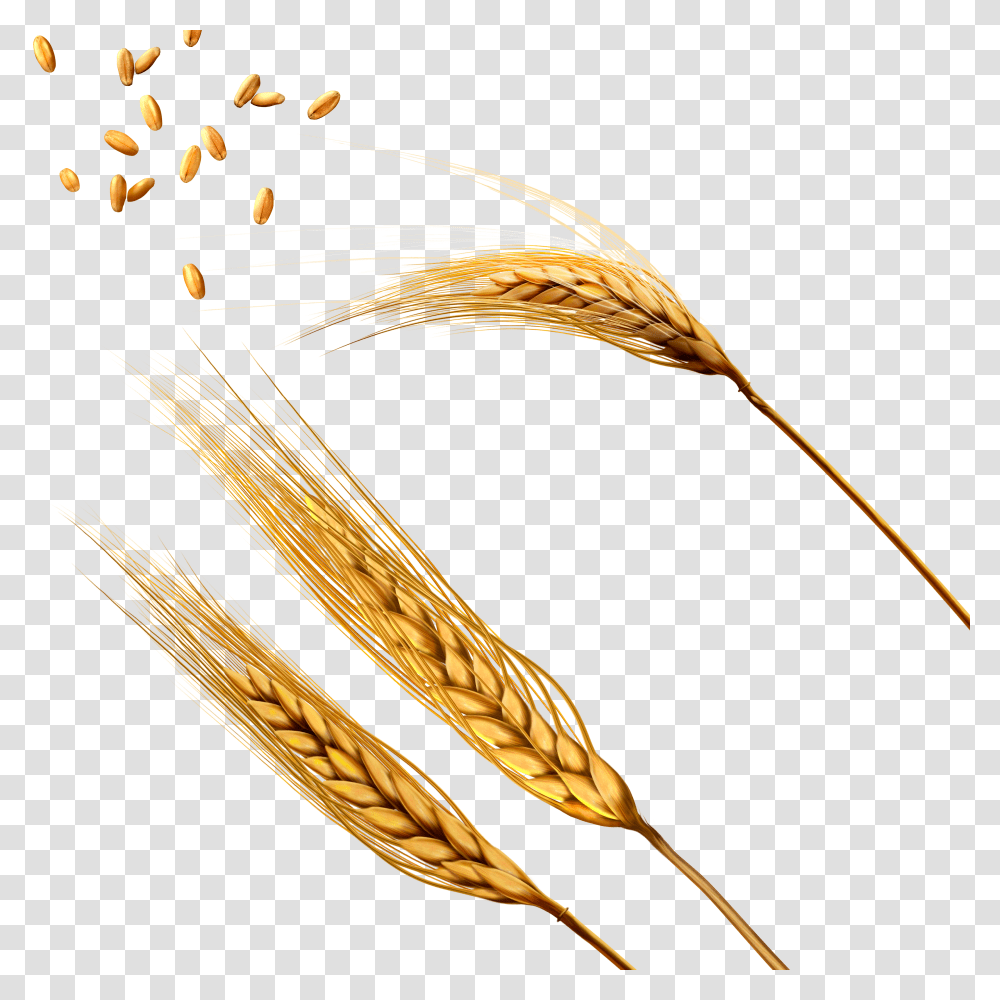 Wheat Image Wheat Transparent Png