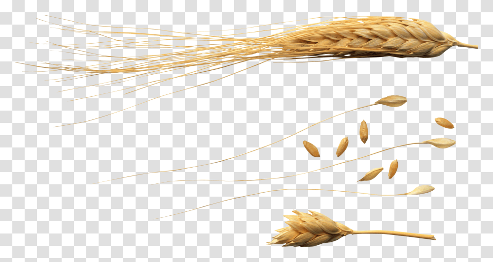 Wheat Images Download Flying Wheat, Plant, Grain, Produce, Vegetable Transparent Png