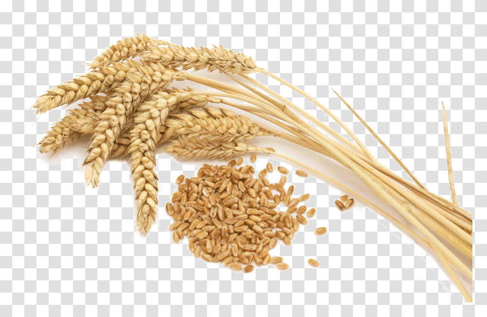 Wheat Images Of New York Transparent Png
