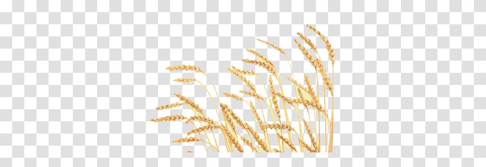 Wheat, Nature, Floral Design, Pattern Transparent Png