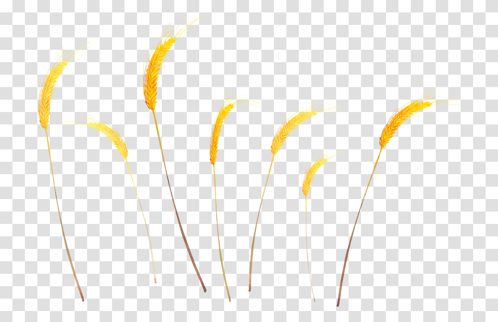 Wheat, Nature, Outdoors, Floral Design, Pattern Transparent Png