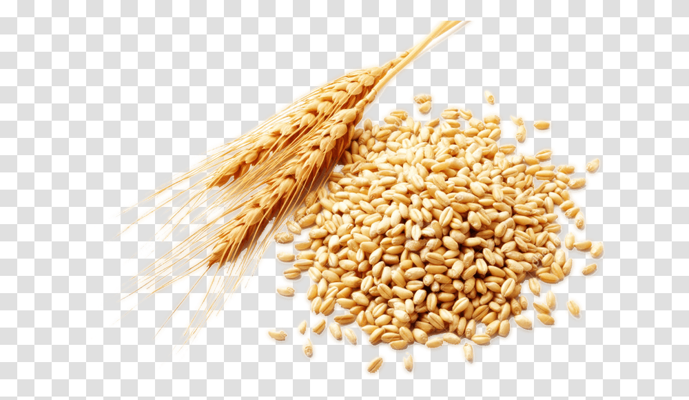 Wheat, Nature, Plant, Bird, Animal Transparent Png