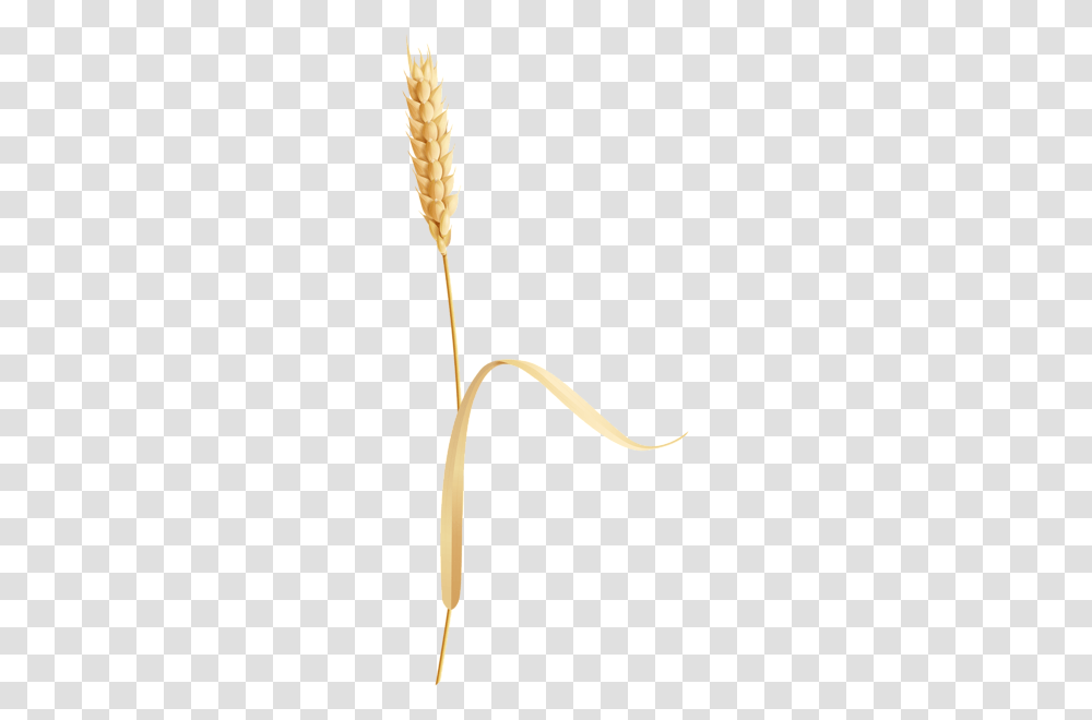 Wheat, Nature, Plant, Flower, Food Transparent Png